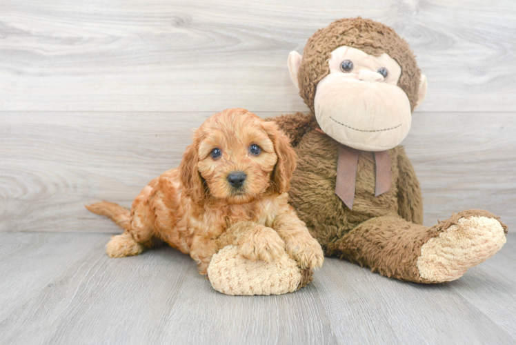 Fluffy Cavapoo Poodle Mix Pup