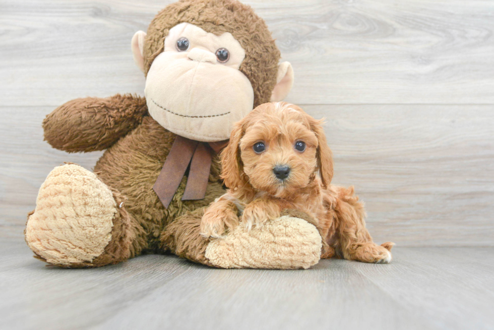 Best Cavapoo Baby