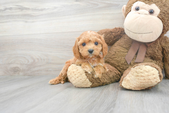 Friendly Cavapoo Baby