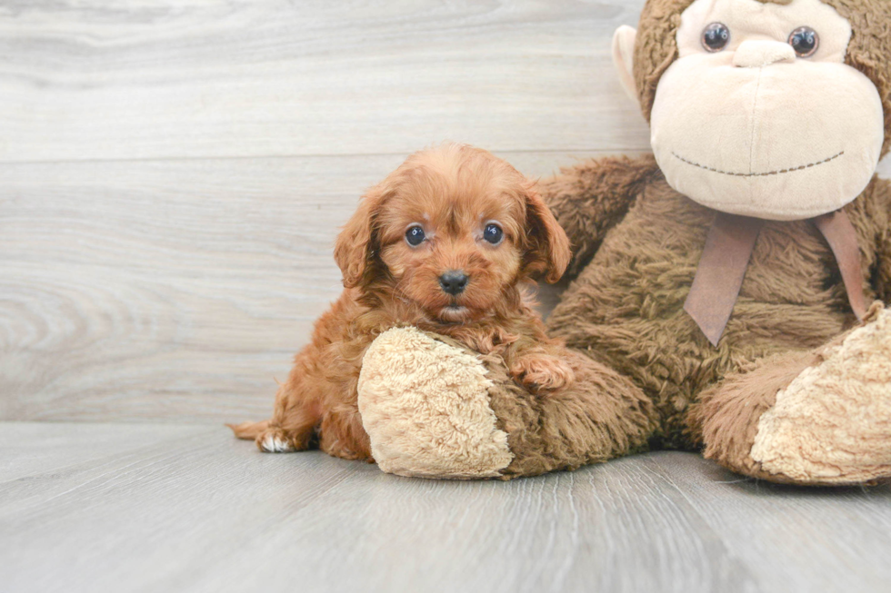 Energetic Cavoodle Poodle Mix Puppy