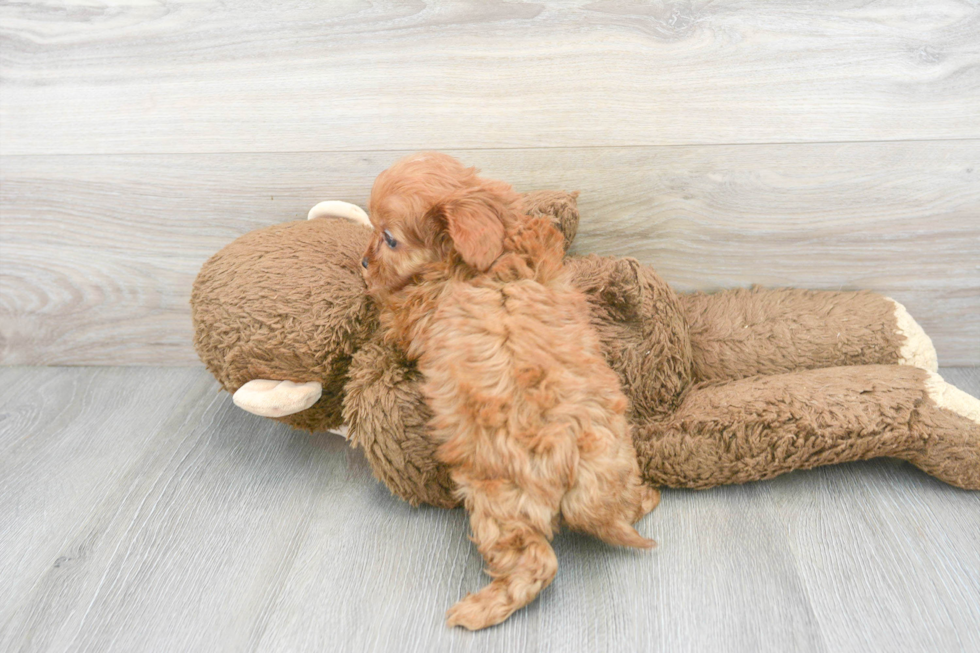 Happy Cavapoo Baby