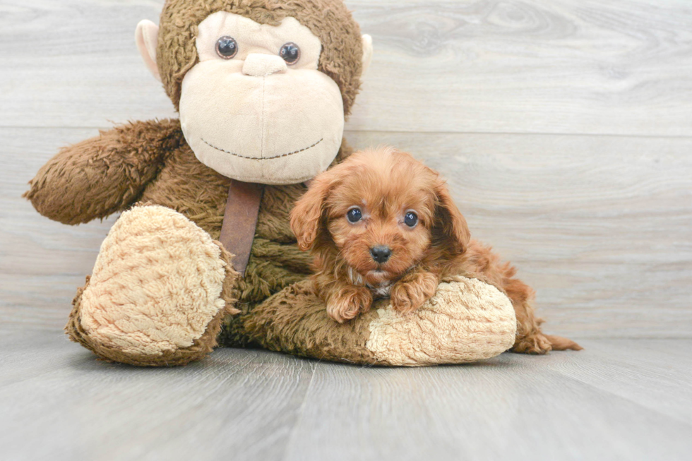 Best Cavapoo Baby