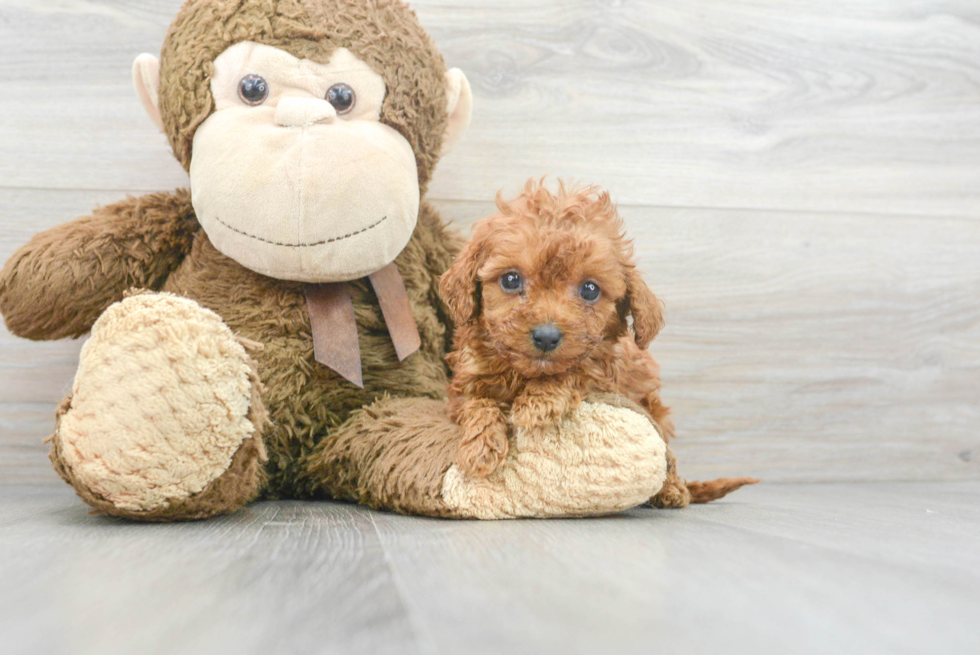 Best Cavapoo Baby