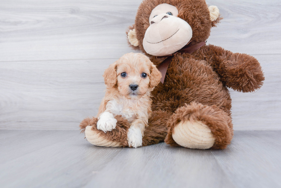 Funny Cavapoo Poodle Mix Pup