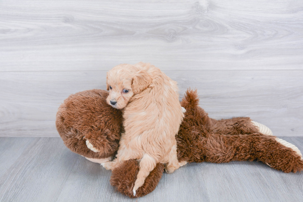 Best Cavapoo Baby