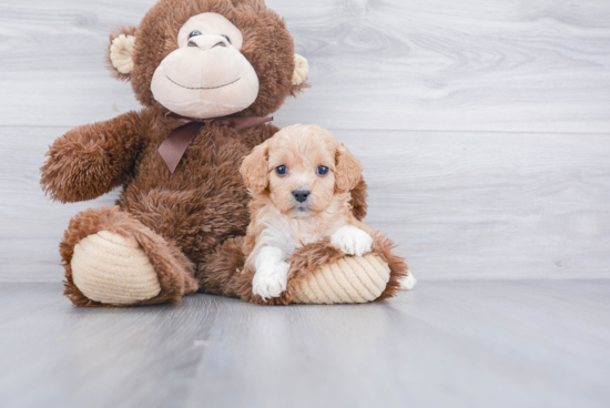 Cavapoo Pup Being Cute