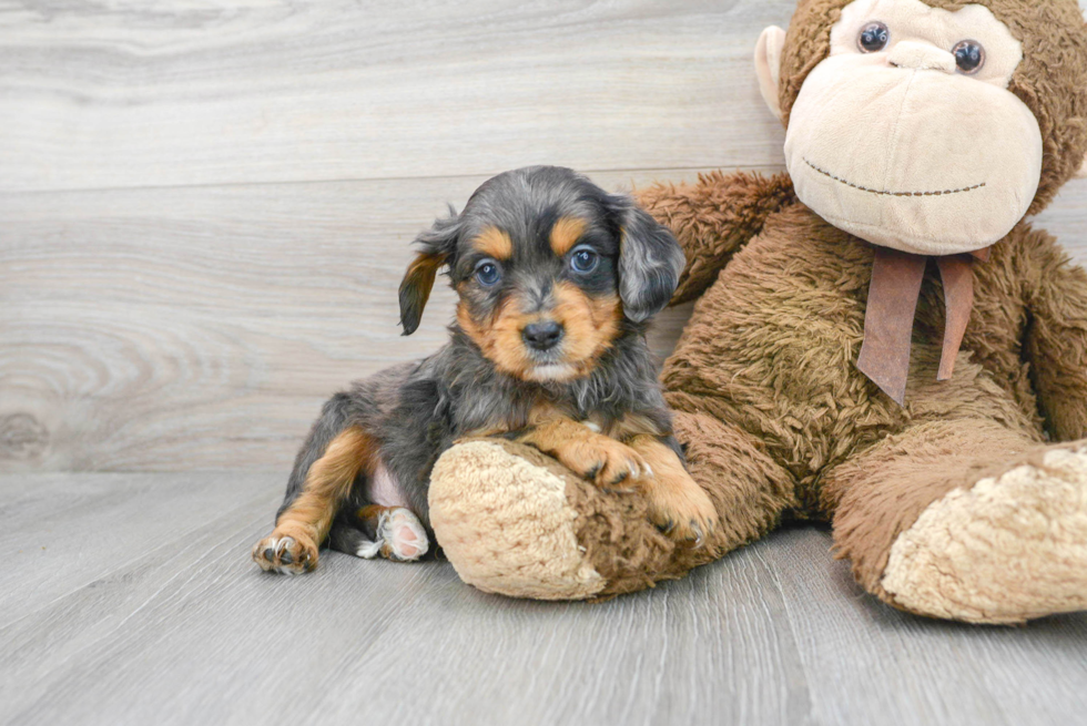 Friendly Cavapoo Baby