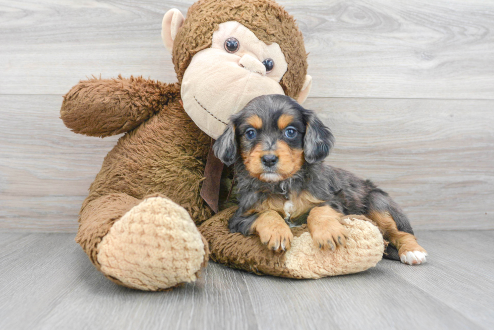 Cavapoo Pup Being Cute