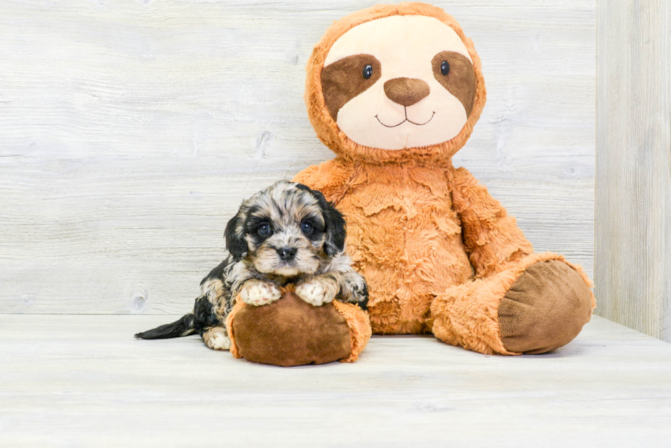 Adorable Cavoodle Poodle Mix Puppy