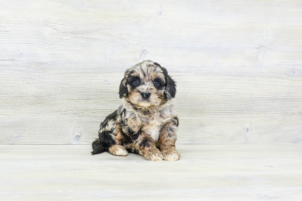 Best Cavapoo Baby