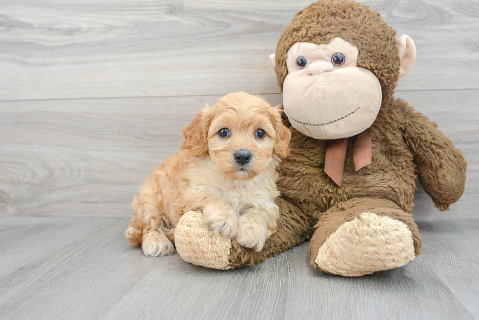 Small Cavapoo Baby