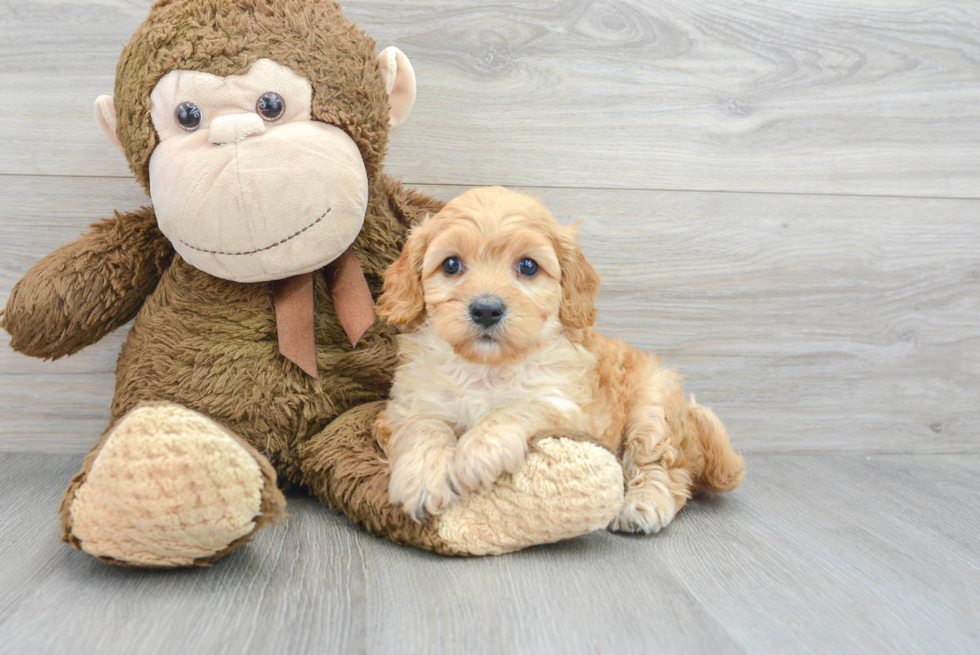 Hypoallergenic Cavoodle Poodle Mix Puppy