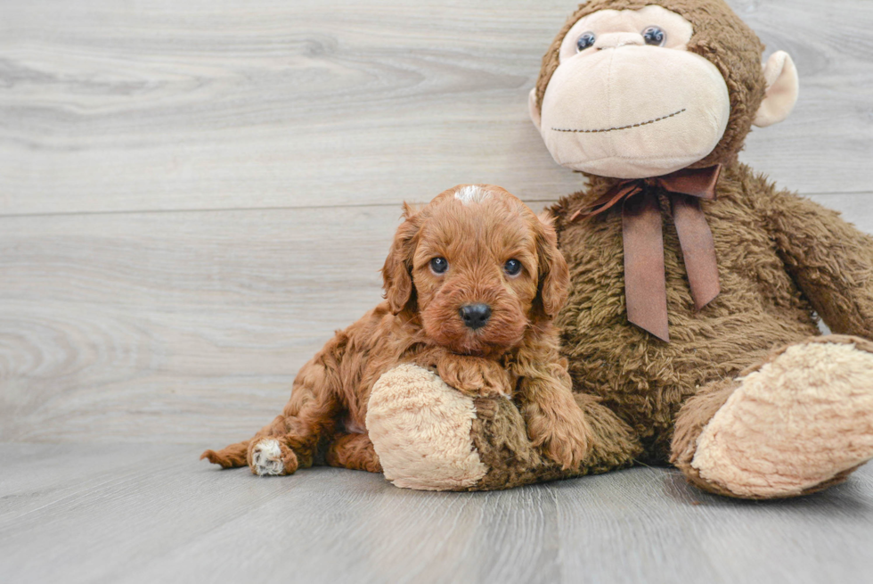 Sweet Cavapoo Baby