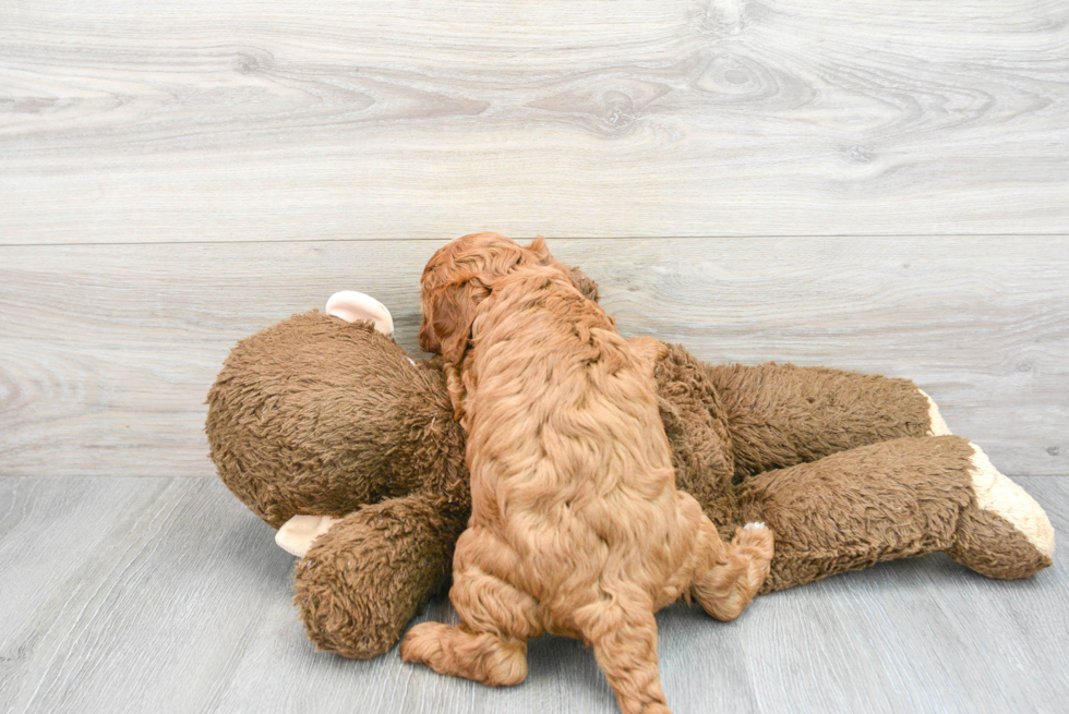 Small Cavapoo Baby