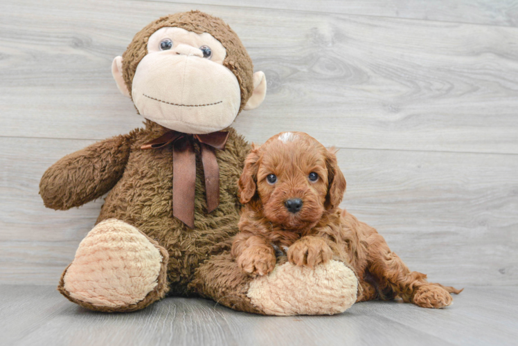 Best Cavapoo Baby