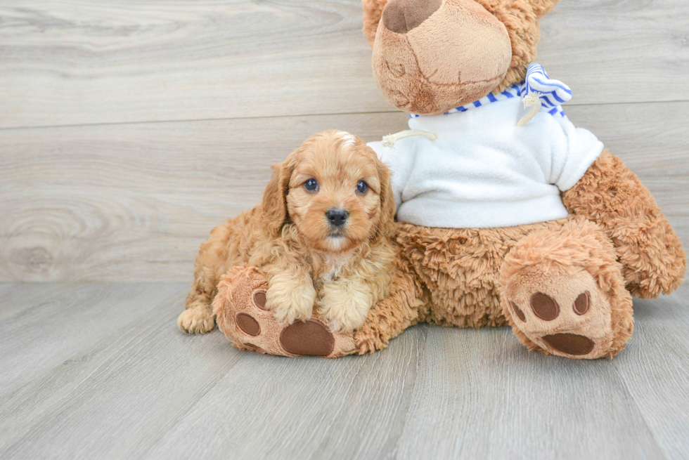 Small Cavapoo Baby