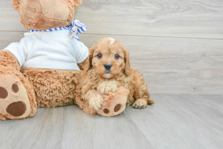 Cavapoo Pup Being Cute