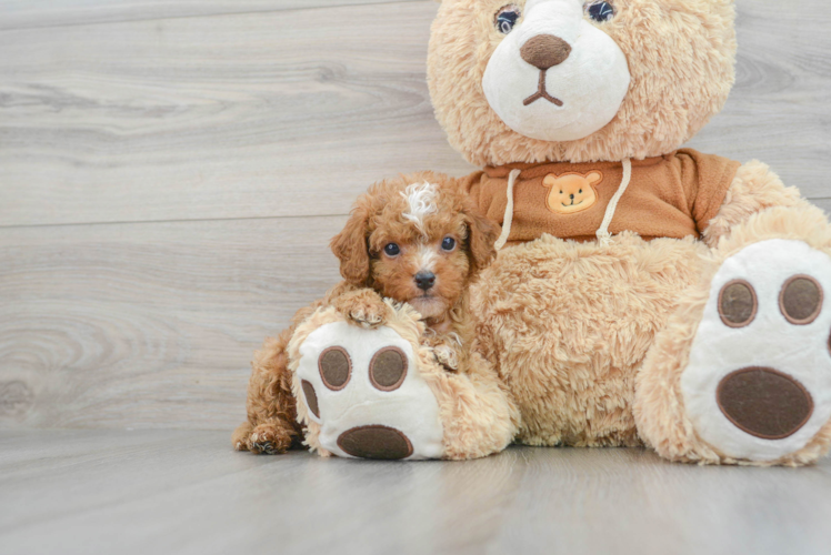 Adorable Cavoodle Poodle Mix Puppy