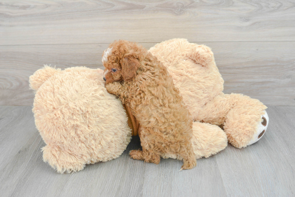 Best Cavapoo Baby