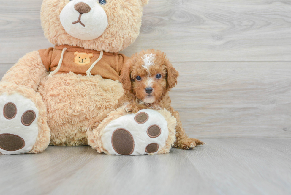 Hypoallergenic Cavoodle Poodle Mix Puppy