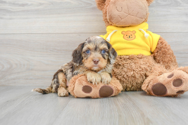 Playful Cavoodle Poodle Mix Puppy