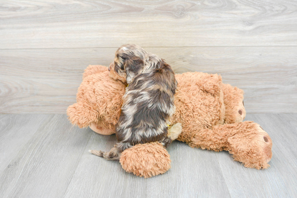 Cavapoo Puppy for Adoption