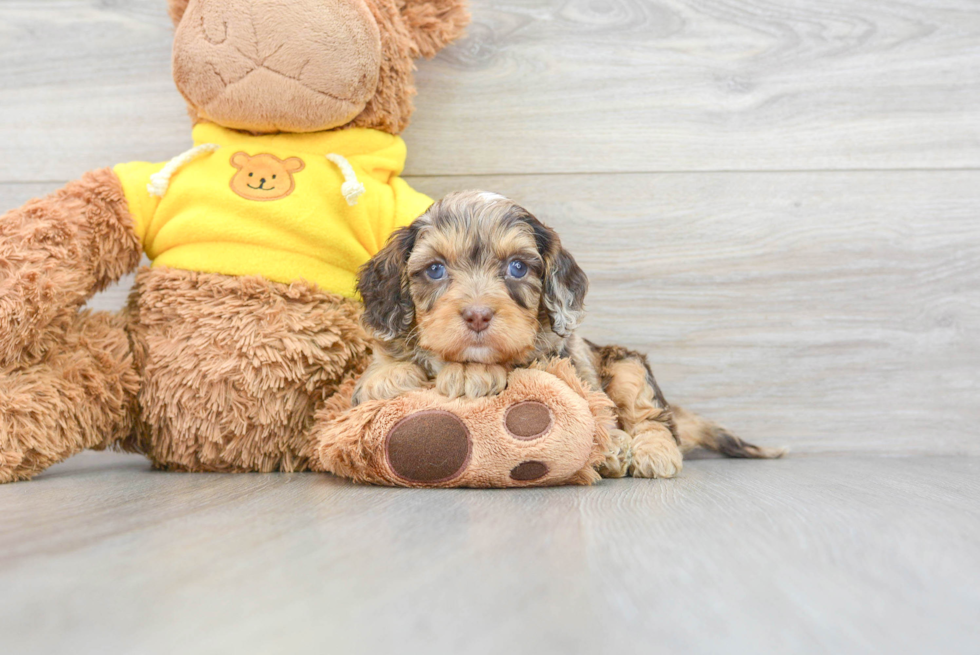 Cavapoo Pup Being Cute