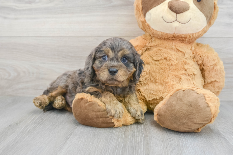 Cute Cavapoo Baby