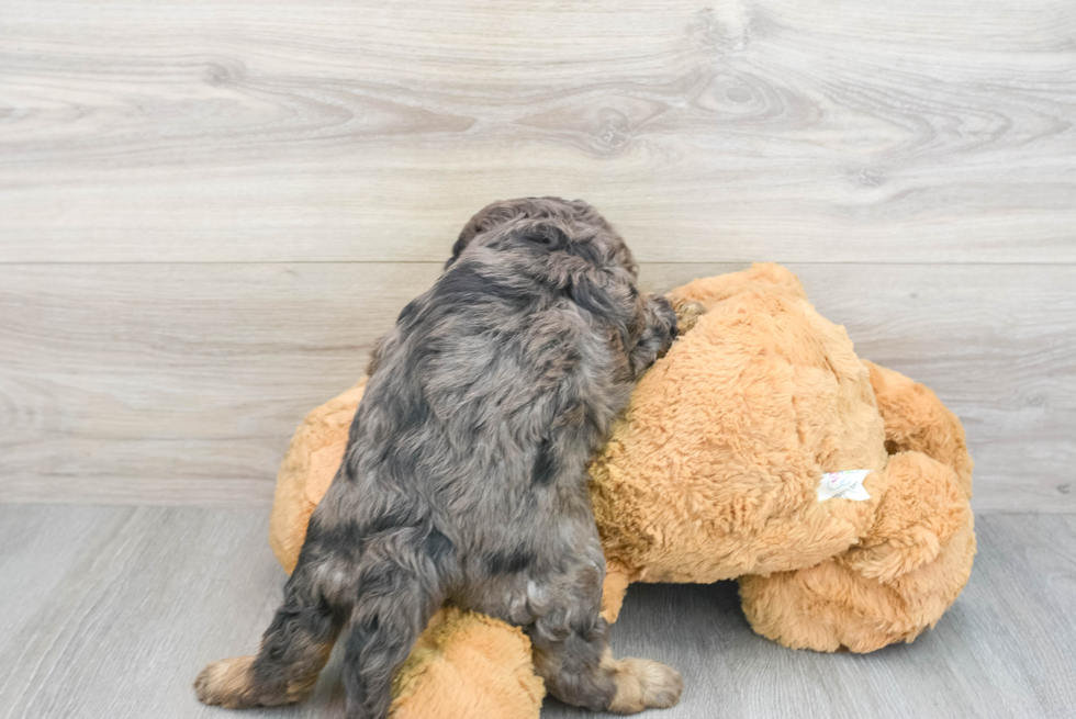 Adorable Cavoodle Poodle Mix Puppy