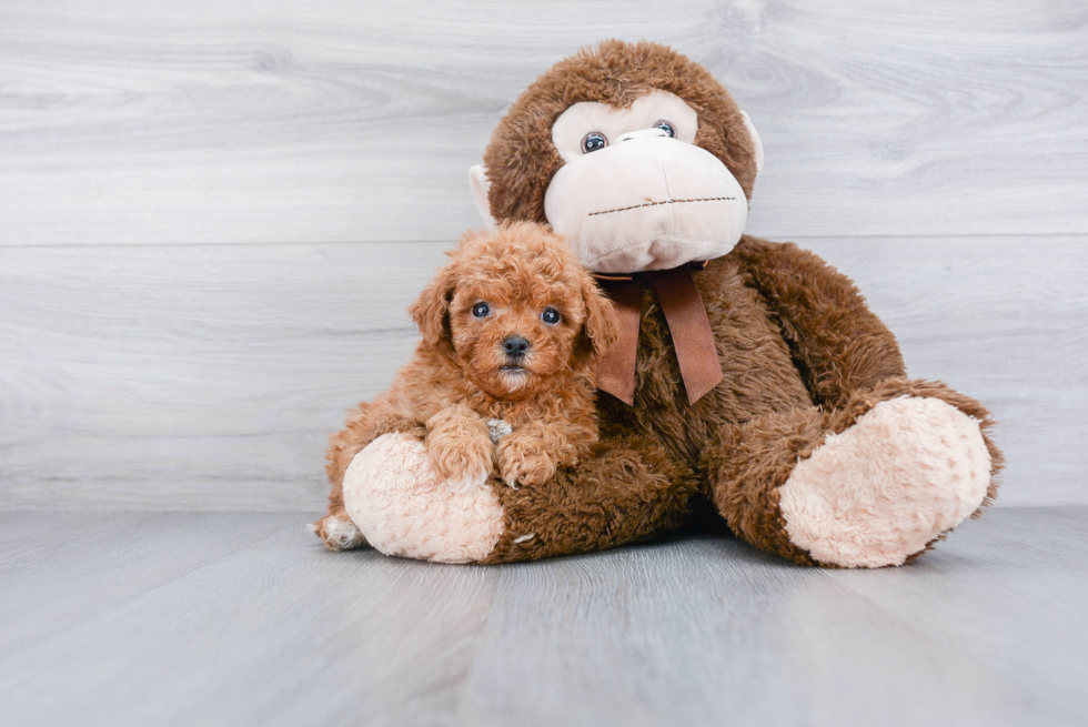 Fluffy Cavapoo Poodle Mix Pup