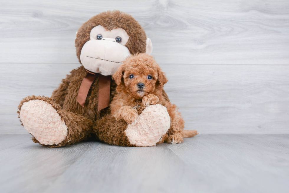 Smart Cavapoo Poodle Mix Pup