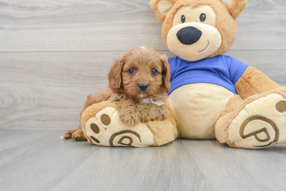 Cavapoo Pup Being Cute