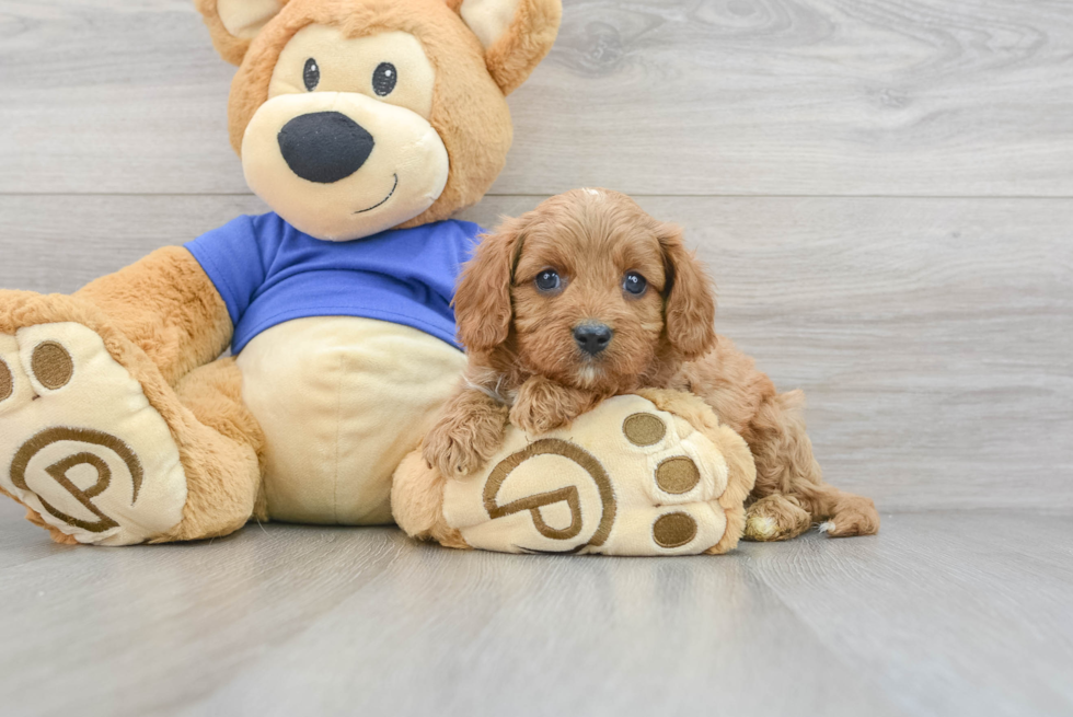 Cavapoo Pup Being Cute