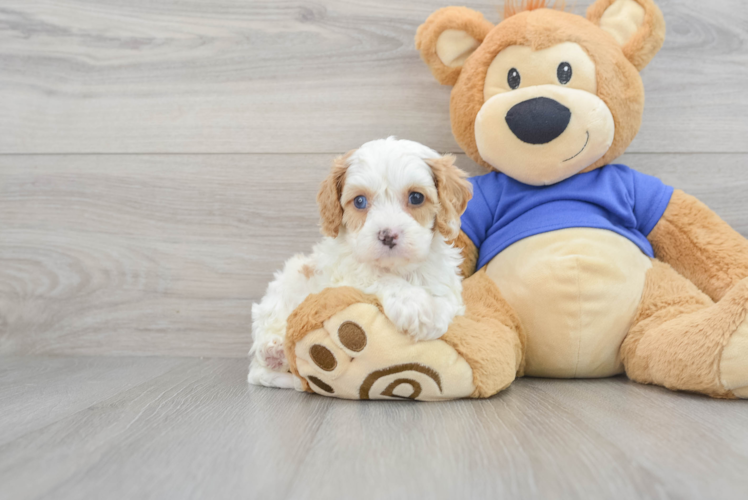 Happy Cavapoo Baby