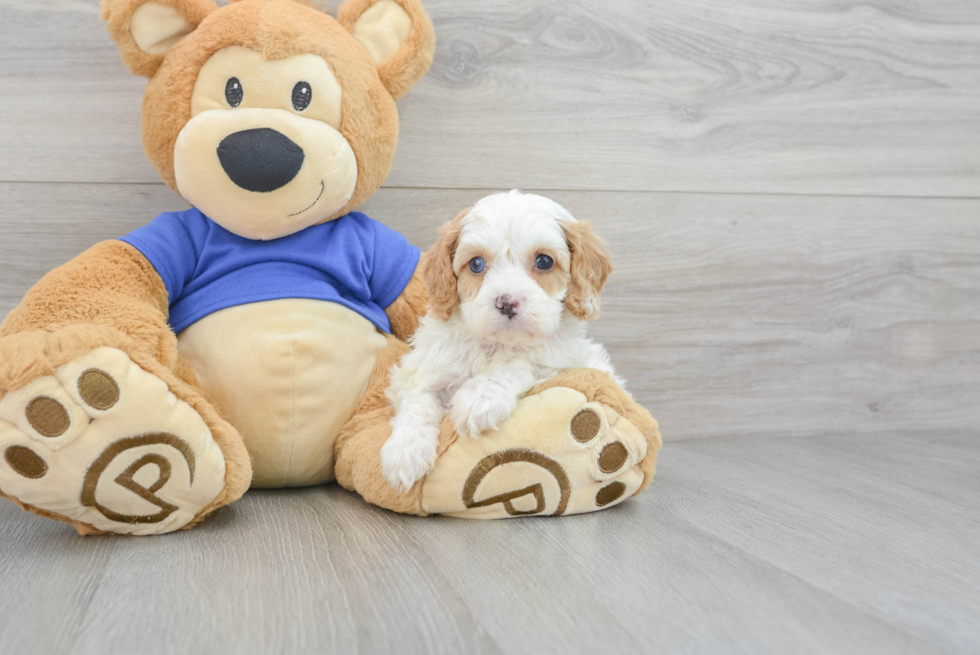 Best Cavapoo Baby