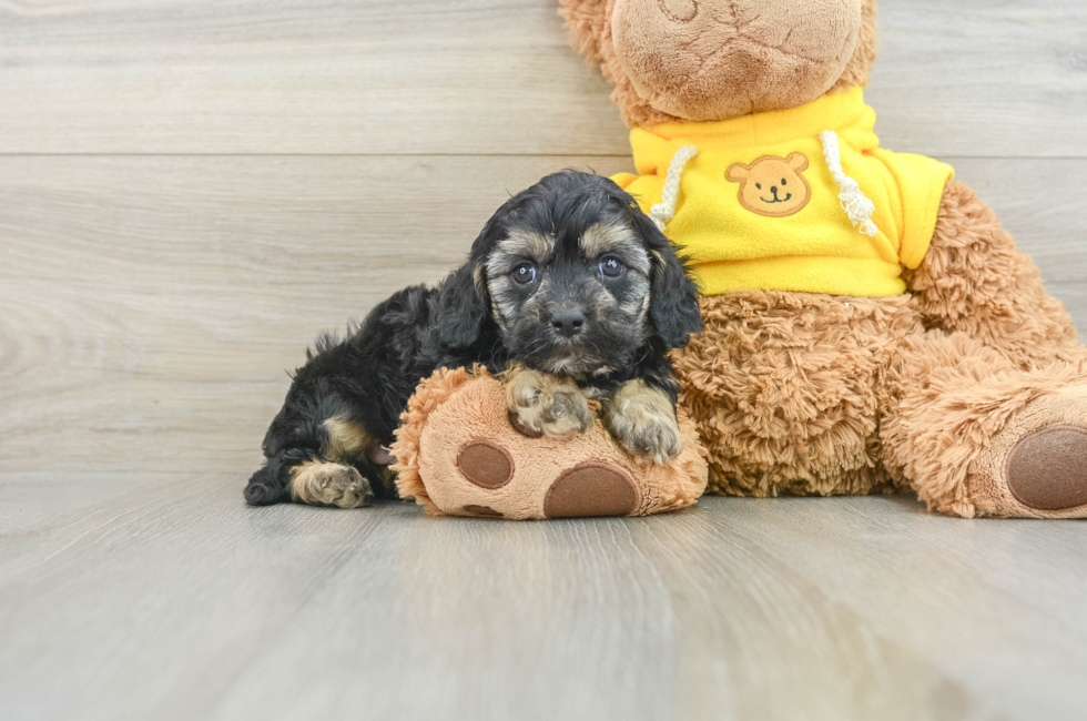 8 week old Cavapoo Puppy For Sale - Premier Pups