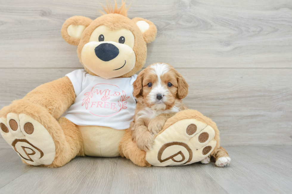 6 week old Cavapoo Puppy For Sale - Premier Pups