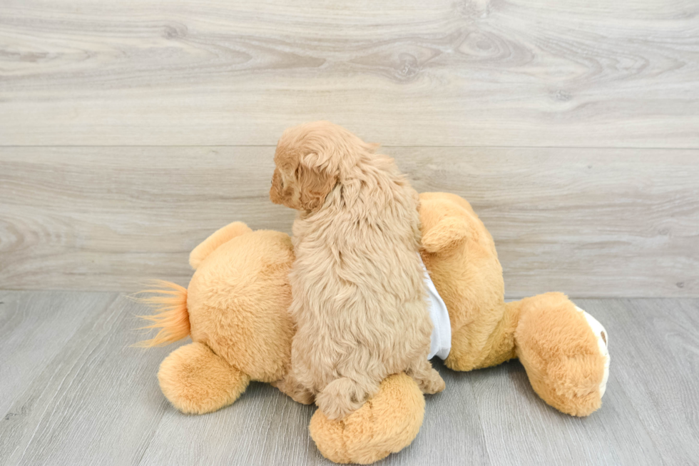 Smart Cavapoo Poodle Mix Pup