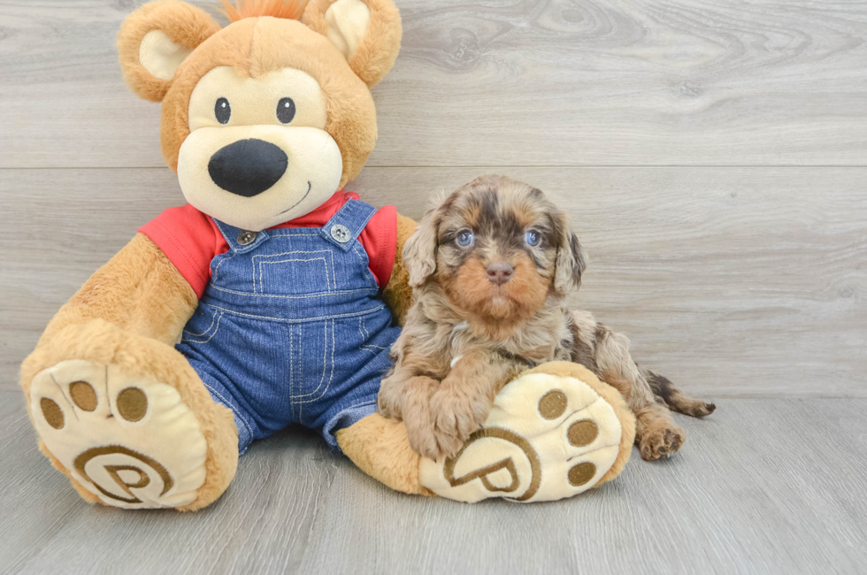 5 week old Cavapoo Puppy For Sale - Premier Pups