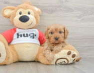 7 week old Cavapoo Puppy For Sale - Premier Pups