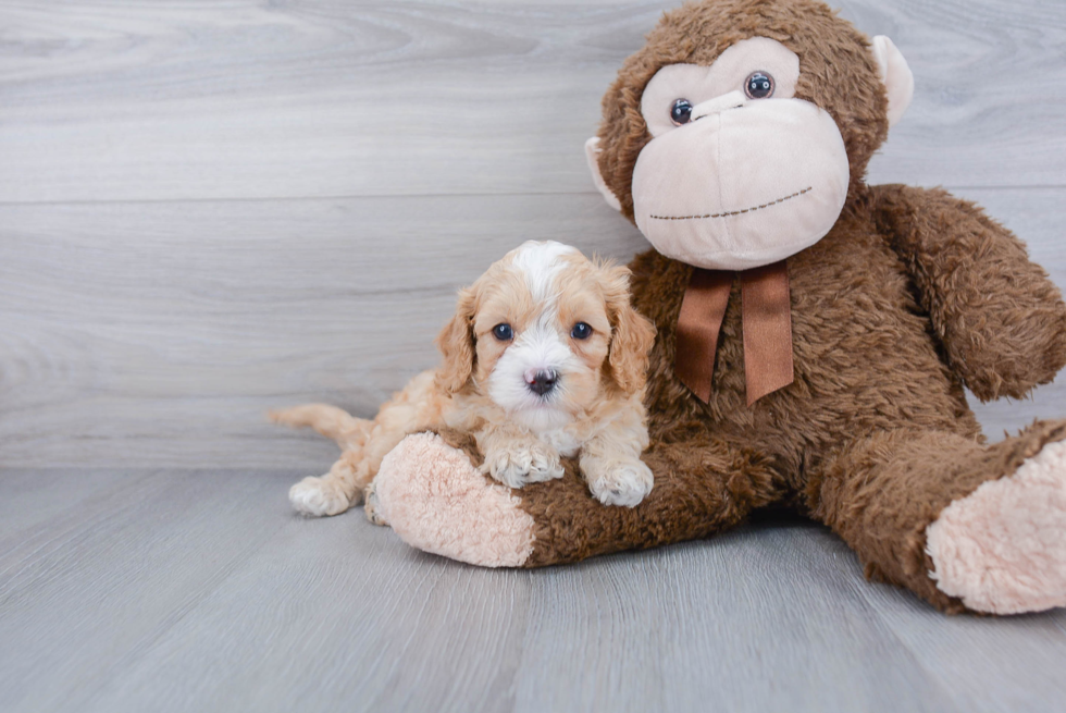 Adorable Cavoodle Poodle Mix Puppy