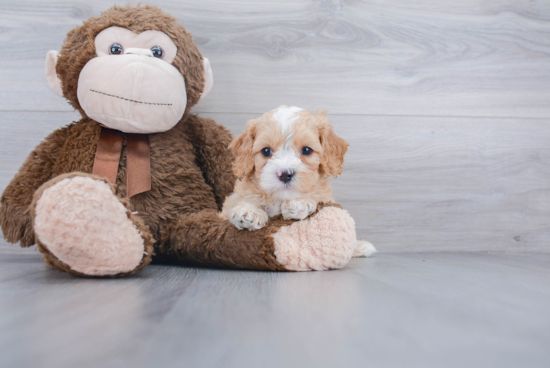 Smart Cavapoo Poodle Mix Pup