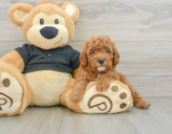 8 week old Cavapoo Puppy For Sale - Premier Pups