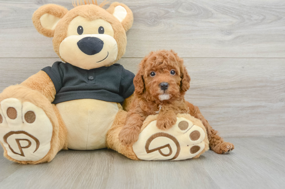 6 week old Cavapoo Puppy For Sale - Premier Pups