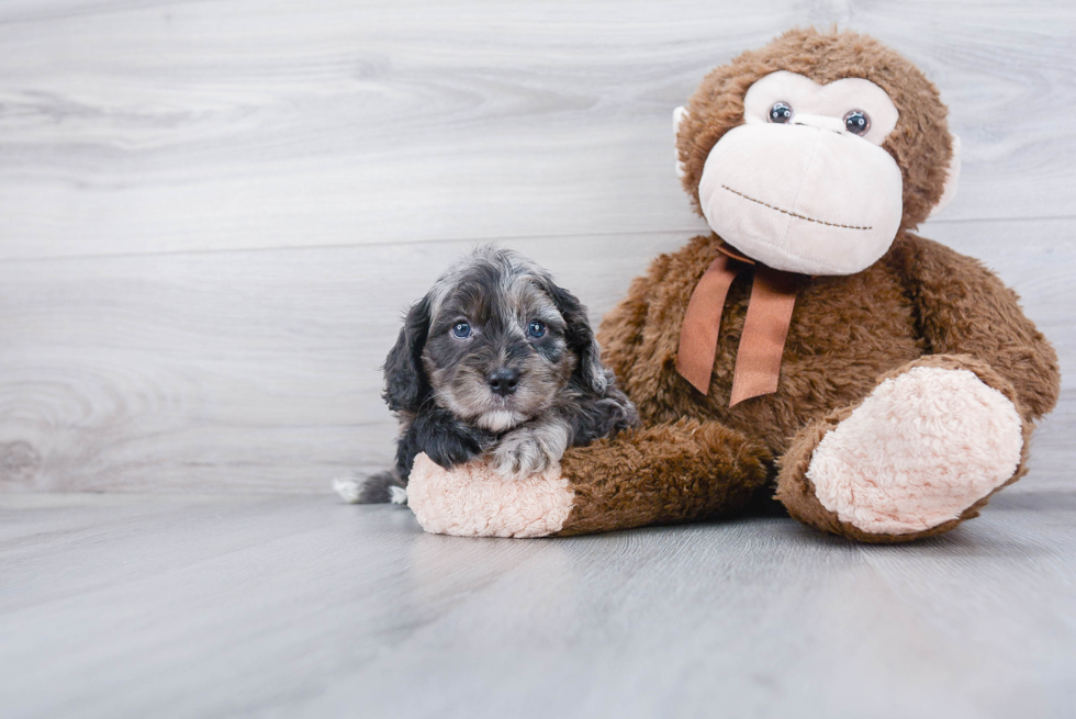 Cavapoo Puppy for Adoption