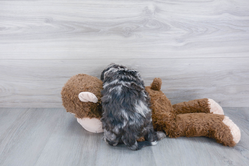 Cavapoo Pup Being Cute