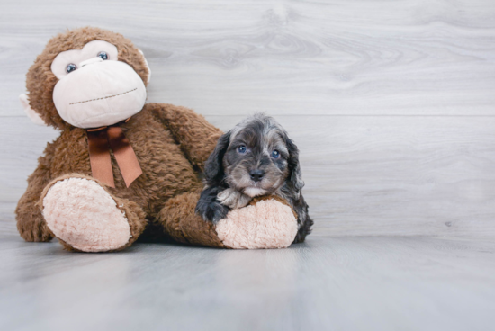 Cavapoo Puppy for Adoption