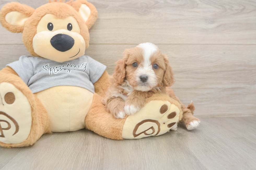 5 week old Cavapoo Puppy For Sale - Premier Pups