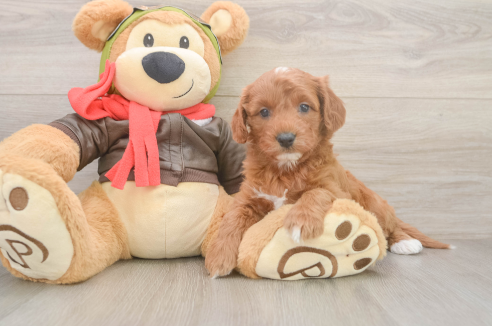 5 week old Cavapoo Puppy For Sale - Premier Pups