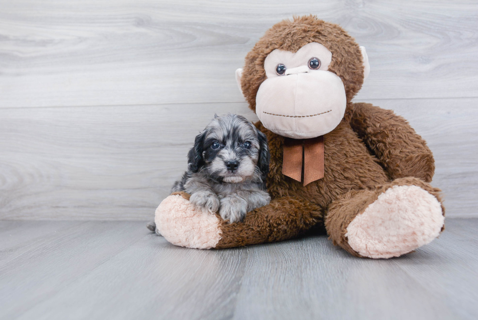 Small Cavapoo Baby